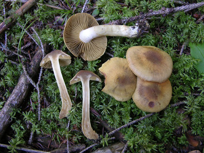 Cortinarius venetus.